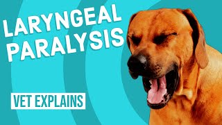 Laryngeal Paralysis in Dogs [upl. by Animar]