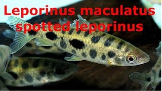 Leporinus maculatus spotted leporinus [upl. by Powe522]