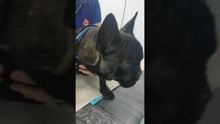 Dog with Brachycephalic Obstructive Airway Syndrome [upl. by Anavas]