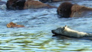 Determined Wolf Catches Young Calf  BBC Earth [upl. by Danielson]