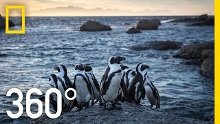 Endangered Penguins of South Africa  360  National Geographic [upl. by Dyna524]