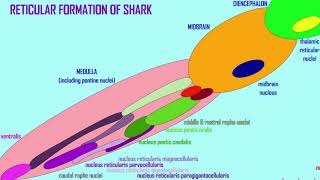 the reticular formation [upl. by Innoc113]