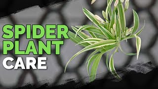 Spider Plant Care How To Grow Chlorophytum Comosum [upl. by Namurt]