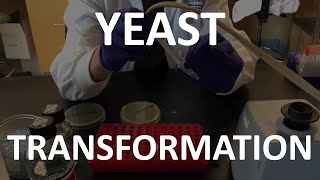 Yeast Transformation Lab Tutorial [upl. by Enyawal890]