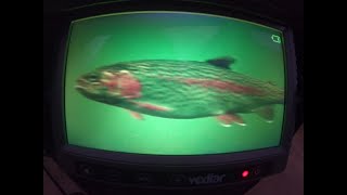 Vexilar Fish Scout FS800 IR underwater camera footage [upl. by Odnanreh]