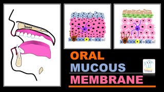 Oral mucous membranetypes amp histology [upl. by Luby]