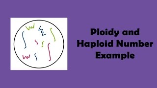 Ploidy and Haploid Number Example [upl. by Gerbold109]