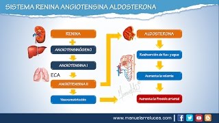 SISTEMA RENINA ANGIOTENSINA ALDOSTERONA  Morfofisiología [upl. by Wilbert800]