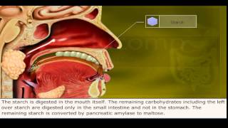 Human Digestive System Chemical Digestion  Class 11 [upl. by Cassella]