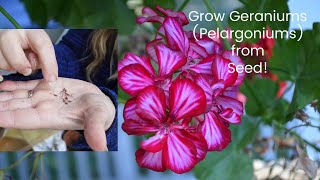 Grow Geraniums from Seed aka Pelargoniums [upl. by Aihsad]