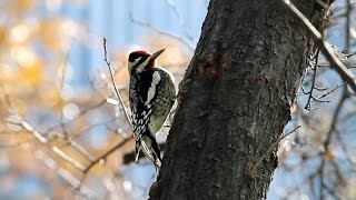 Yellowbellied Sapsucker Calling and Drilling Central Park NYC [upl. by Nailluj]