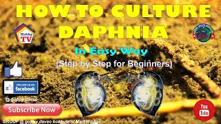 HOW TO CULTURE DAPHNIA In Easy Way [upl. by Esalb283]