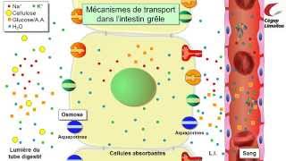 Absorption intestinale [upl. by Nefen572]