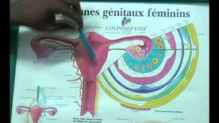 Endométriose  Types de lésions et conseils [upl. by Abocaj]