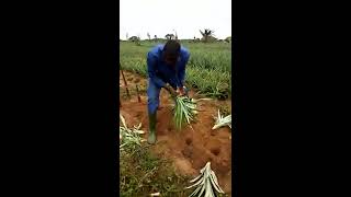 Comment planter les ananas [upl. by Nytsud]