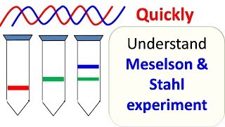 Meselson and Stahl experiment [upl. by Kauffmann]