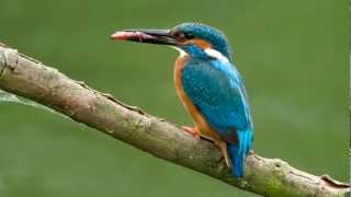 Kingfisher  BirdCall  bird song [upl. by Stephanie310]