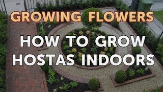 How to Grow Hostas Indoors [upl. by Azil]