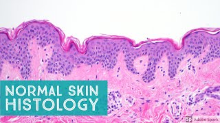 Normal Skin Histology  Explained by a Dermatopathologist [upl. by Aenej43]