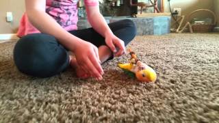 Whitebellied Caique hops and plays [upl. by Basilio276]