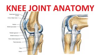 Knee Joint Anatomy [upl. by Ecadnarb]