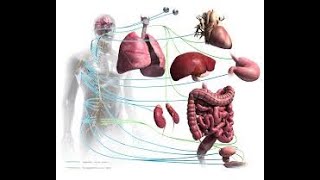 Le Sytéme nerveux autonome [upl. by Tema535]