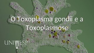 Parasitologia  Aula 05  O Toxoplasma gondii e a Toxoplasmose [upl. by Aimil]