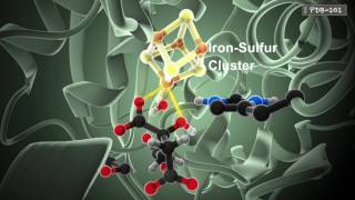 How Enzymes Work from PDB101 [upl. by Ardnnaed]