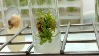 Plant Tissue Culture in 3 minutes [upl. by Holmun]