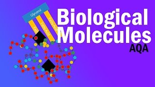 BIOLOGICAL MOLECULES  Detailed AQA Alevel Revision [upl. by Nila]