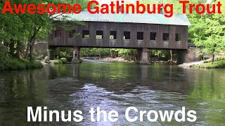 Awesome Trout Fishing Minutes from Gatlinburg Without the Crowds [upl. by Analaf595]