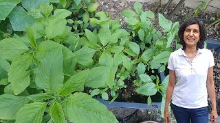 Growing Amaranth Greens with actual results [upl. by Arbua638]