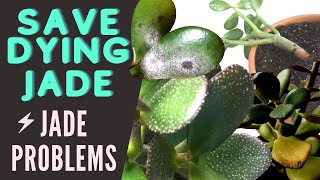 Jade Plant Problems and Pests  Save a DYING Crassula Ovata  MOODY BLOOMS [upl. by Yduj]