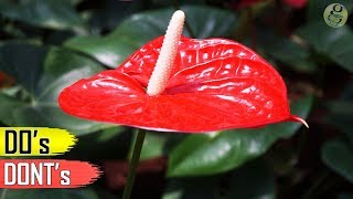 ANTHURIUM PLANT CARE TIPS – INDOOR FLOWERING PLANT [upl. by Silberman]