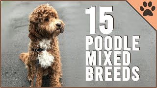 15 Poodle Mix Breeds That Will Melt Your Heart [upl. by Leval]