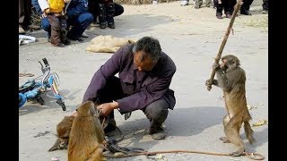 Méchanceté gratuite Drôles de singes à mourir de rire [upl. by Rramo]