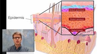 Integumentary System [upl. by Frierson]