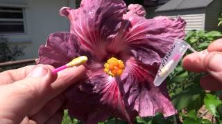 How To pollinate hibiscus [upl. by Nabatse]