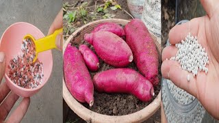 Fertilizer for sweet potatoes  Organic and nonorganic method [upl. by Bettencourt]