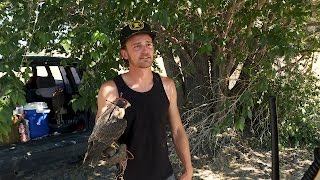 Falconer Uses His Birds to Protect Crops from Starlings [upl. by Vitalis]