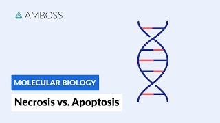 Necrosis vs Apoptosis Cell Death [upl. by Lundgren]