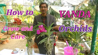 How to grow and care VANDA Orchids Easily at your home [upl. by Nakasuji864]