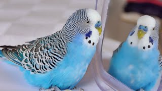 Budgie singing to Mirror for 1 Hour  Parakeet Sounds [upl. by Hannavas]