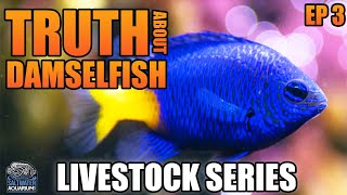 The Truth About DAMSELFISH  Livestock Series [upl. by Maroj]