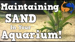 Maintaining A Sand Substrate In Your Aquarium KGTropicals [upl. by Ping]