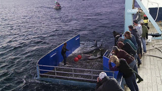 Great White Shark Caught Tagged Released For Science [upl. by Reinal]