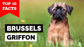 Brussels Griffon  Top 10 Facts [upl. by Nnire765]