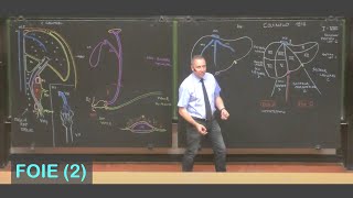 Anatomie du foie 2 Abdomen 5 [upl. by Dorrej]