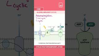 Photosynthesis Cyclic Photophosphorylation [upl. by Hedi]