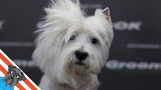 Westie grooming guide  My favourite dog [upl. by Luthanen975]